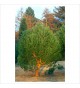 ΚΟΥΚΟΥΝΑΡΙΑ-Pinus pinea