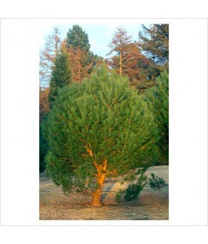 Pine-Pinus pinea