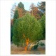 ΚΟΥΚΟΥΝΑΡΙΑ-Pinus pinea
