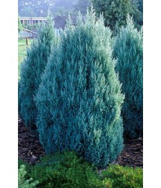 Juniperus stricta