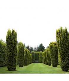 Taxus bacata - TAXOS SHAPED IN CONE