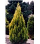  Thuja CONICAL GOLD 