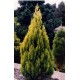  Thuja CONICAL GOLD 