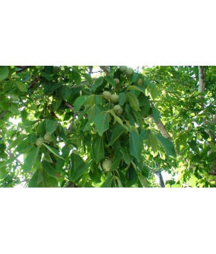 WALNUT vaccinated Chandler-Franquette(Ύψος 1.50-200),free rooted