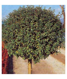 LIGUSTRUM JAPONICUM TREE