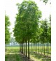 FOREST TREES HEIGHT 4.00M - DIAMETER BODY 6-7 ΕΚ