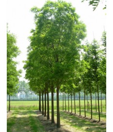 FOREST TREES HEIGHT 4.00M - DIAMETER BODY 6-7 ΕΚ
