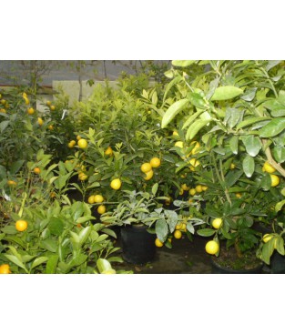 lemon tree nana