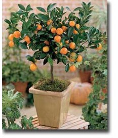 tangerines nana