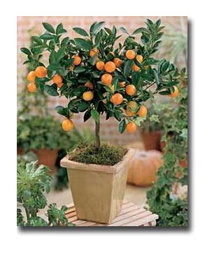 tangerines nana