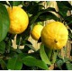 lemon-tree