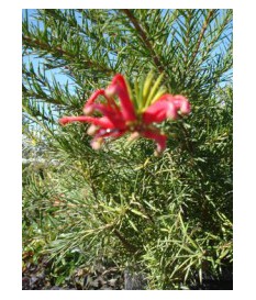 GREVILLEA rosmarinifolia