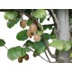 kiwifruit - Chinese gooseberry