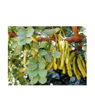 Ceratonia siliqua- carob tree