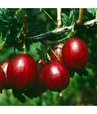 R. uva-crispa , GOOSBERRY 