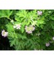  (Pelargonium graveolens)