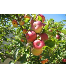 Malus domestica , APPLE ΤRΕΕ,free rooted