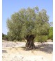 Olea ,olive tree