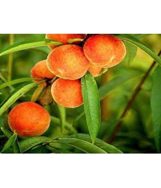 ΡΟΔΑΚΙΝΙΑ (Prunus persica,peach), ΓΥΜΝΟΡΙΖΕΣ ,ΠΡΟΣΦΟΡΑ
