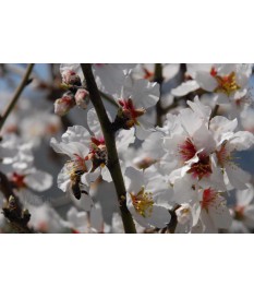 Prunus amygdalus (ALMOND) 