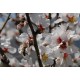 ΑΜΥΓΔΑΛΙΕΣ ΓΥΜΝΟΡΙΖΕΣ.Prunus dulcis. (ALMOND) ΑΠΟ 2,70 ΕΥΡΩ .ΦΙΡΑΝΙΕ ,ΤΕΞΑΣ .ΤΟΥΟΝΟ.ΠΡΟΣΦΟΡΑ