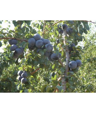Δαμασκηνιά(Prunus,plum) σε γλαστρα τιμη ποικιλιες