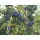 Δαμασκηνιά(Prunus,plum) σε γλαστρα τιμη ποικιλιες