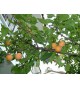 Prunus instititia