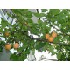 Prunus instititia