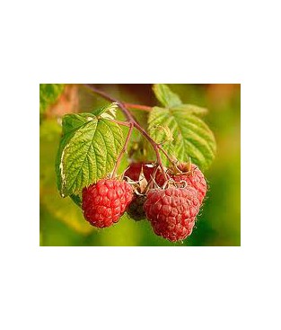 ΣΜΕΟΥΡΟ , RUBUS IDAEUS,raspberry σε γλαστρα τιμη