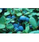 BLUBERRY-CRANBERRY, Vaccinium myrtillus