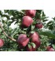 Malus domestica , APPLE ΤRΕΕ,free rooted