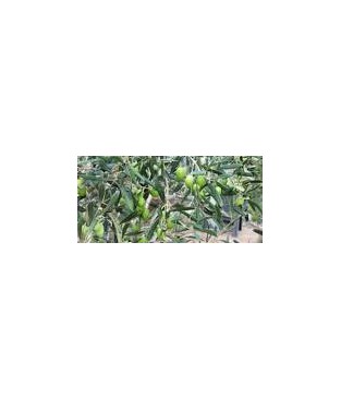 Ελιά( Olea,olive tree)