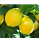 lemon tree nana