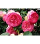 Rosa free rooted