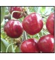 ΠΡΟΣΦΟΡΑ-ΚΕΡΑΣΙΕΣ (Prunus avium, CHERRY TREE) -ΕΜΒΟΛΙΑΣΜΕΝΗ ΣΕ ΓΚΙΖΕΛΑ 6