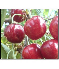 Prunus avium, CHERRY TREE,free rooted