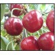 ΠΡΟΣΦΟΡΑ-ΚΕΡΑΣΙΕΣ (Prunus avium, CHERRY TREE) -ΕΜΒΟΛΙΑΣΜΕΝΗ ΣΕ ΓΚΙΖΕΛΑ 6