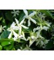 Rhynchospermum jasminoides (007)