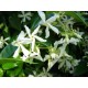 Rhynchospermum jasminoides (007)
