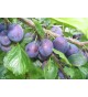 ΔΑΜΑΣΚΗΝΙΕΣ .Prunus.ΓΥΜΝΩΡΙΖΕΣ ΔΙΑΦΟΡΕΣ ΠΟΙΚΙΛΙΕΣ